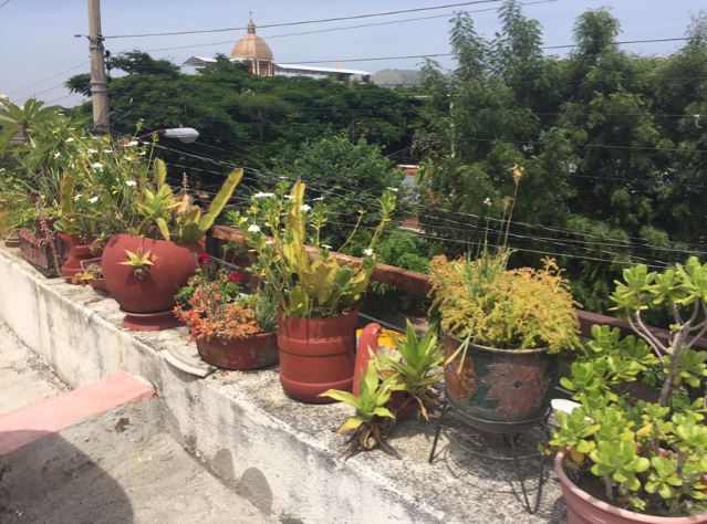 connecting-history18-19/5-Plants.png