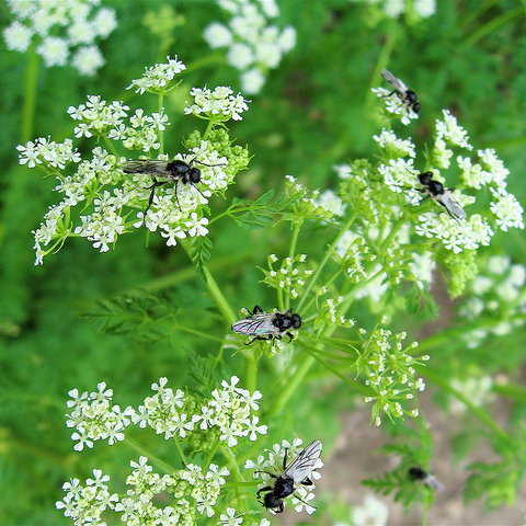 Insects on white flowers